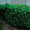 Solar Powered Outdoor Lights