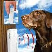 Bark Buster