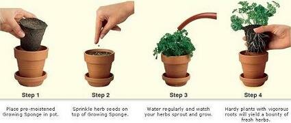 Chia Herb Garden